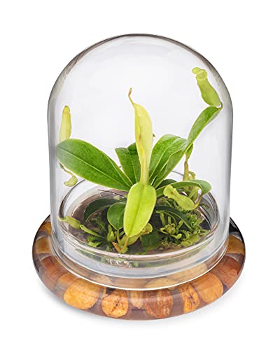 Maintenance Free Live Pitcher Plant (Nepenthes tobaica) Terrarium with Sundew Moss in Self Sustaining Glass Jar, Maintenance Free, Great Unique Gift and Home Décor, 100% Growth Guarantee