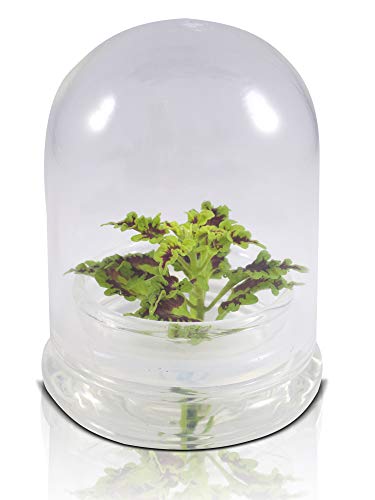 Rainbow Floral Terrarium - Self Grow, Maintenance Free -Coleus - 4" Dome