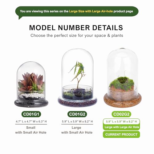 NCYP Glass Dome Cloche with Base and Air Hole - 5.9 x 5.9 x 8.2 Inches Indoor Tabletop Display Terrarium for Venus Flytrap - Home Modern Decoration, Clear (No Plants)