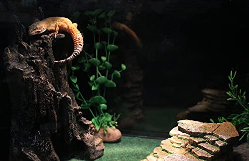 Penn-Plax Reptology Shale Step Ledge Cave Hideout - Aquarium & Terrarium Decoration - for Fish, Reptiles, Amphibians, and Small Animals - Large 2 (REP189) - size: Large 2