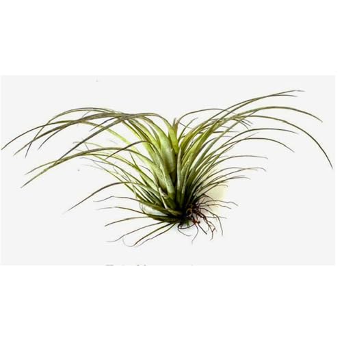 Bioactive Terrarium Kit with 4 Live Air Plants - Complete Reptile Habitat Decor for Geckos, Hermit Crabs & Frogs - Includes Spider Wood & Dried Grape Leaves