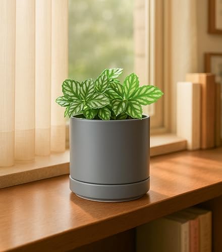 D'vine Dev 4-Pack Ceramic Pots with Saucers, Grey, 4.7 in, 94-X-B-3 | Glazed Ceramic, Drainage Hole and Saucer, Sleek Cylinder Shape, High Temperature Fired, Ideal for Small Houseplants - color: Gray, size: 4.7 Inch