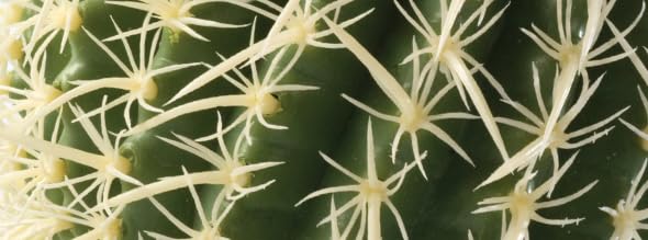 Exo Terra Barrel Cactus Terrarium Plant, Medium | Terrarium Plant - size: Medium, style: Barrel Cactus
