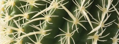 Exo Terra Barrel Cactus Terrarium Plant, Medium | Terrarium Plant - size: Medium, style: Barrel Cactus