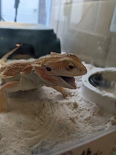 Josh's Frogs Bearded Dragon Live Feeder Insect Bundles (Juvenile)
