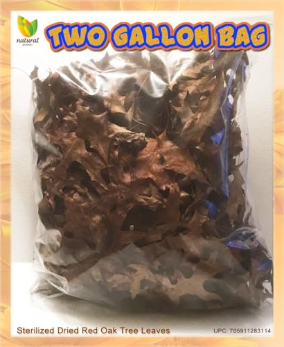 Oak Leaves for Terrarium-Vivarium-Insect Habitat