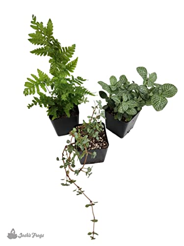 Josh's Frogs Madagascan Rain Frog Vivarium Plant Kit, 10-20 Gallon | Bioactive, 3 Plants