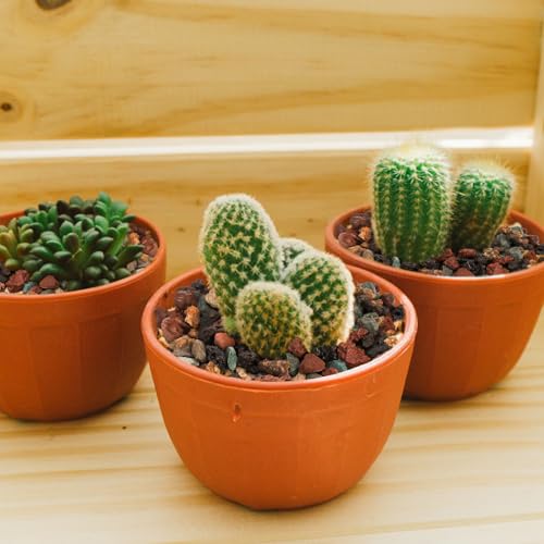 TOPZEA 12lb Mix Lava Rocks Pebbles for Plant, Potting Soil Decorative Landscaping Gritty Pumice, Volcanic Stone Gravel for Bonsai Succulent Cactus, Vase Filler, Fairy Gardening, Top Dressing
