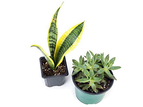 Josh's Frogs Desert Plant Kits for Arid Bioactive Terrariums (Large) - size: Large