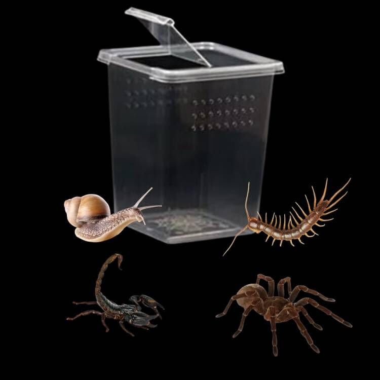 3 Pcs Acrylic Transparent Insect Reptile Spider Terrariums Breeding Box Hatching Container,Portable Small Reptile Animal Habitat Cage,Plastic Transport Container(Big Size)
