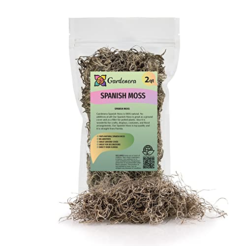 Premium Natural Spanish Moss | Natural Preserved - Great Ground Cover - Filler for Potted Plants - 2 Quart Bag (GRD-SPANISH-MOSS-2QT) - color: SPANISH MOSS, size: 2 Quart