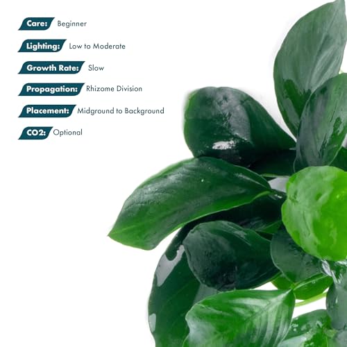 Anubias Live Aquarium Plants - Potted Freshwater Plant for Fish Tanks, Terrariums - Beginner Friendly Low Light (Barteri, 3 Pots) - color: Barteri, size: 3 Pots