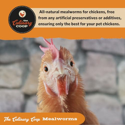 Fluker's Culinary Coop Premium Chicken Treats, Mealworms 3.5 oz, High Protein Worm, Nutritious Treat - size: 3.5 Ounce (Pack of 1)