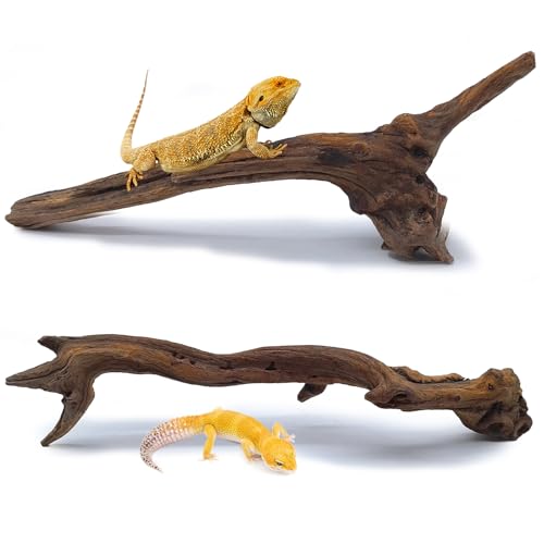 BNOSDM 2PCS Snake Climbing Branches,Reptile Natural Coral Driftwood Branches Decor,Lizard Habitat Decoration Accessories, Terrarium Tree Trunk Ornament for Bearded Dragon Gecko Frog Chameleon Spider - color: 2Pcs 10-12in Reptile Climbing Branches