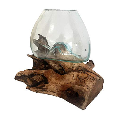 OMA Molten Glass on Driftwood – Hand Blown Vase, Terrarium, or Planter Centerpiece for Coastal & Boho Home Décor (7" – 9" High) - size: 7" - 9" High