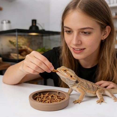 Reptile Water Bowl | 3-Piece Mealworm Feeder Cups | Reptile Food Dish Bowl - for Gecko Bearded Dragon Lizards Hermit Crab Snail Pet Store Terrarium Tank
