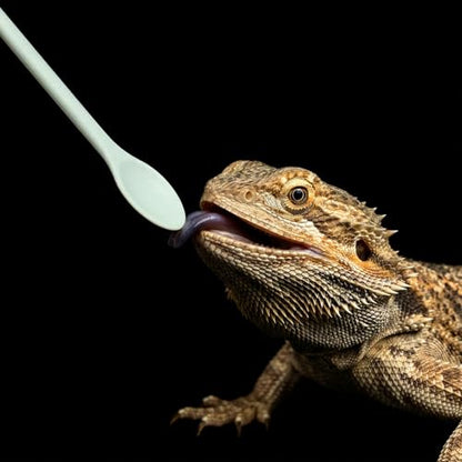 4 Pcs Reptile Feeding Tongs, Silicone Crested Gecko Food Spoon Set, Long Handle Reptile Spoon & Spatula for Lizard Gargoyle Bearded Dragon, Dual Size Purple Green Mixing Stirring Tool for Powder Fruit
