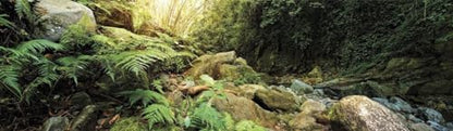 Galápagos (05400) Terrarium Background Clings, 11.125" x 36", Woodland - color: Woodland