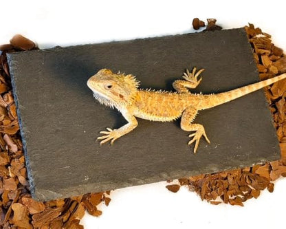 Bearded Dragon Basking Rock Platform,Reptile Basking Rock Slate with Bark Substrate Bedding,Tortoise Resting Climbing Feeding Bathing Platform Tank Accessories for Lizard Gecko Snake Frog (S) - size: S | 7.9" x 3.9"Slate Rock with Bark Substrate