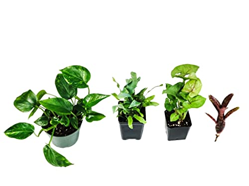 Josh's Frogs Reed Frog Vivarium Plant Kit, 12x12x15 10 Gallon | Bioactive, 4 Plants