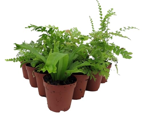 Mini Ferns for Terrariums/Fairy Garden - 10 Plants - 2" Pots