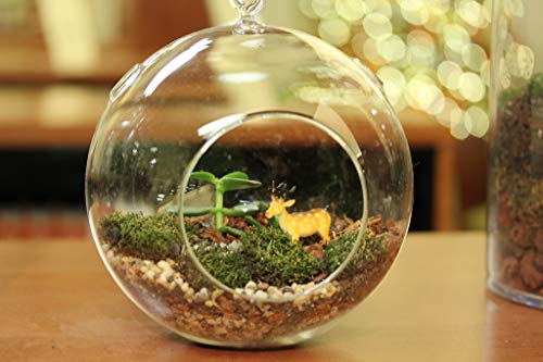 WGVI WGV Hanging Terrarium Globe, Width 7", Height 8", DIY Air Succulent Planter, Clear Glass Vase Orb with Flat Bottom, Candle Holder for Windowsill Outdoor Garden Decor, 1 Piece - size: 7" Flat Bottom