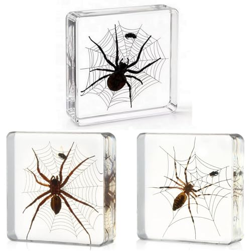 3pcs Taxidermy Spiders, Real Insect Bug Spiders Specimen in Resin, Clear Sealed for Closer-Look & Study in Healthy, Science Educational Classroom Specimens, Unique Amazing Gift (3.0x3.0x0.8-inch) - size: Medium 3PCS Spiders