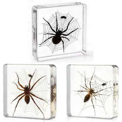 3pcs Taxidermy Spiders, Real Insect Bug Spiders Specimen in Resin, Clear Sealed for Closer-Look & Study in Healthy, Science Educational Classroom Specimens, Unique Amazing Gift (3.0x3.0x0.8-inch) - size: Medium 3PCS Spiders