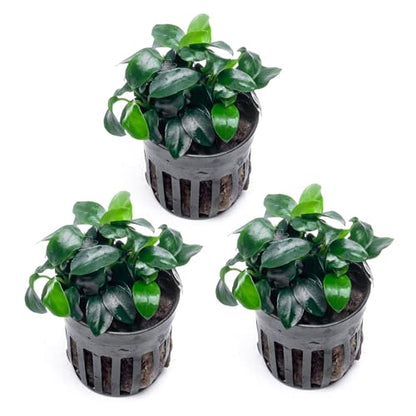 Anubias Live Aquarium Plants - Potted Freshwater Plant for Fish Tanks, Terrariums - Beginner Friendly Low Light (Nana Petite, 3 Pots) - color: Nana Petite, size: 3 Pots