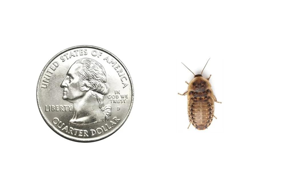 200 Medium 5/8 Inch Dubia Roaches Live, Ideal for Amphibians & Invertebrates, Nutritious & Easy to Keep Live Cockroaches, Perfect for Reptiles, Birds, Rodents, Fish, and More
