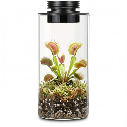 Desktop Glass Plant Terrarium with Grow Light for Carnivorous Plants & Moss | H7.8 x D4 in; Timer Auto On/Off; Miniature Gardening Display; Indoor Plant Decor; Office and Home Use; Gift for Plant Lovers.