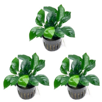Anubias Live Aquarium Plants - Potted Freshwater Plant for Fish Tanks, Terrariums - Beginner Friendly Low Light (Barteri Broad Leaf, 3 Pots) - color: Barteri Broad Leaf, size: 3 Pots