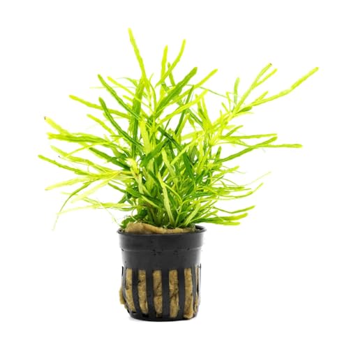 Live Jungle Plants - Hemigraphis repanda 'Green' (Hemigraphis sp.) - Low to Medium Light, Green, Terrarium or Paludarium Placement, Textured Groundcover Rosette - Pot - color: Hemigraphis Repanda Green, size: Pot
