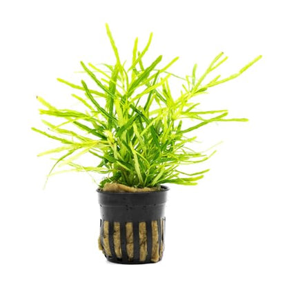 Live Jungle Plants - Hemigraphis repanda 'Green' (Hemigraphis sp.) - Low to Medium Light, Green, Terrarium or Paludarium Placement, Textured Groundcover Rosette - Pot - color: Hemigraphis Repanda Green, size: Pot