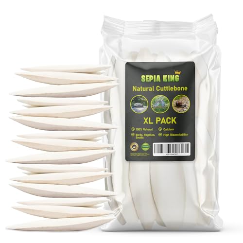Sepia King - Large - Cuttlebone for Birds, Tortoises, Snails, Reptiles 5.5-7" - 8.8oz - 100% Natural Calcium Supplement, Food and Toys for Parakeets, Turtles