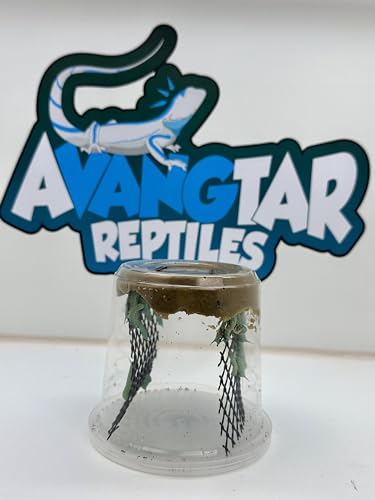 Live Hornworms 24-30+ Counts Per Cup - Super Variety Meal Worms and Live Insects Reptile Treat for Bearded Dragons, Chameleons, Geckos, and Other Reptiles
