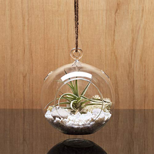 WGV Hanging Terrarium Globe, Width 4", Height 4.75", DIY Air Succulent Planter, Clear Glass Vase Orb with Flat Bottom, Candle Holder for Windowsill Outdoor Garden Decor, 24 Pieces Bulk - size: 4" Flat Bottom