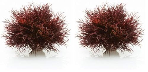 biOrb Sea Lily Crimson (Pack of 2) - color: Crimson, size: 1 Count (Pack of 2)