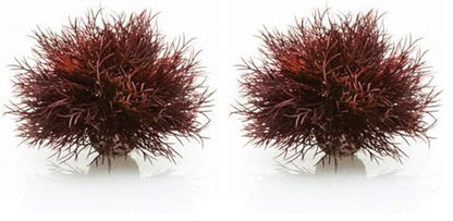biOrb Sea Lily Crimson (Pack of 2) - color: Crimson, size: 1 Count (Pack of 2)