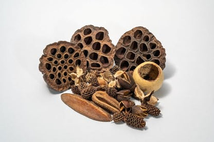 Seed Pod Aquarium Decor Botanical for Shrimp Hides and Breeding, Water Conditioner Betta Fish Botanicals, Isopods, Reptile Terrarium Decor. Dart Frog Vivarium, Lotus Pods