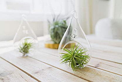 12 Pack Assorted Ionantha Air Plants - Wholesale and Bulk - Succulents - Live Tillandsia - Easy Care Indoor and Outdoor House Plants