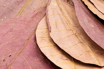 Awesome Aquatic Large Catappa Indian Almond Leaves, 35 Count, 7-9 Inch | Natural tannins Blackwater aquariums Betta shrimp Aquarium conditioning Water enrichment Hermit Crab Leaf Litter