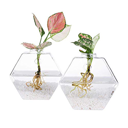 Kingbuy Hexagon Wall Planter Set - 3 Pack Glass Propagation Terrarium Vases with Hanging Mounts for Indoor Plants, Air Plants & Hydroponic Stations Home Office Decor, Plant Lover Gifts (Large) - size: Large