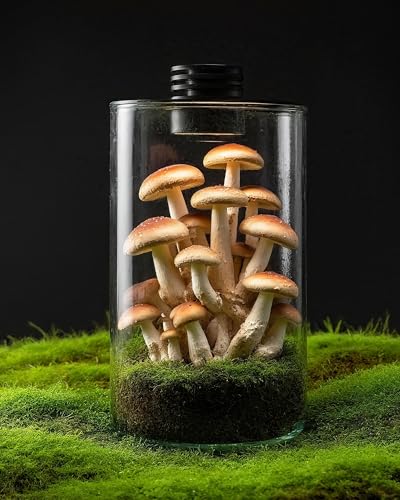 Desktop Glass Terrarium with Grow Light (9.8" H x 5.9" D) - for Succulents, Moss, Mini Gardens, Betta Fish Tanks, Mushroom Cultivation | Indoor Plant Growth | Office/Home Decor | Plant Lover Gifts - size: 9.8”