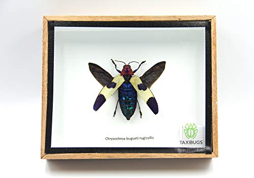 Jewel Beetle Mounts Insect Animals Taxidermy in Framed (Chrysohroa Bugueti Rugicollis(open wing)) - style: Chrysohroa Bugueti Rugicollis(open wing)