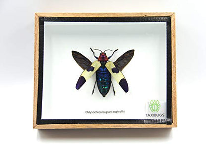Jewel Beetle Mounts Insect Animals Taxidermy in Framed (Chrysohroa Bugueti Rugicollis(open wing)) - style: Chrysohroa Bugueti Rugicollis(open wing)