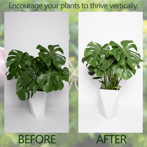 5PCS Monstera Plant Support Hooks - 6.5" Durable Metal Stabilizers | 5Pcs Gentle Leaf Holder for Monstera & Fishbone Cactus - Plant Accessory for Indoor Gardening - Perfect Gardening Gifts - size: 6.5 x 6.5 inches