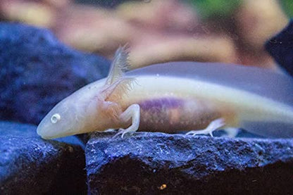Gourmet Axolotl Soft Food Pellet Mix 3.2mm & 4.0mm & MINI BLOODWORM Sticks (2oz) - A7 - size: 2 Ounce (Pack of 1)