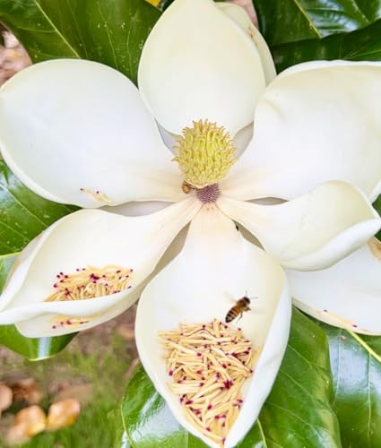 10 Magnolia Tree Seed Pods Organic Pet Reptile Bioactive Terrarium Vivarium Heat Treated Frog Snake Isopods Crafts Supply Ships Fast