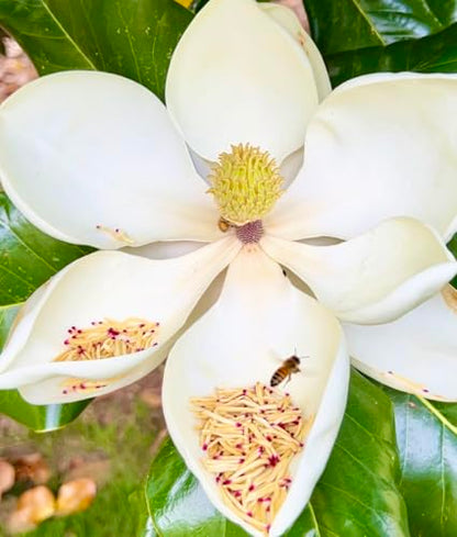 10 Magnolia Tree Seed Pods Organic Pet Reptile Bioactive Terrarium Vivarium Heat Treated Frog Snake Isopods Crafts Supply Ships Fast